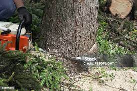 Best Tree Trimming and Pruning  in Meyers, CA